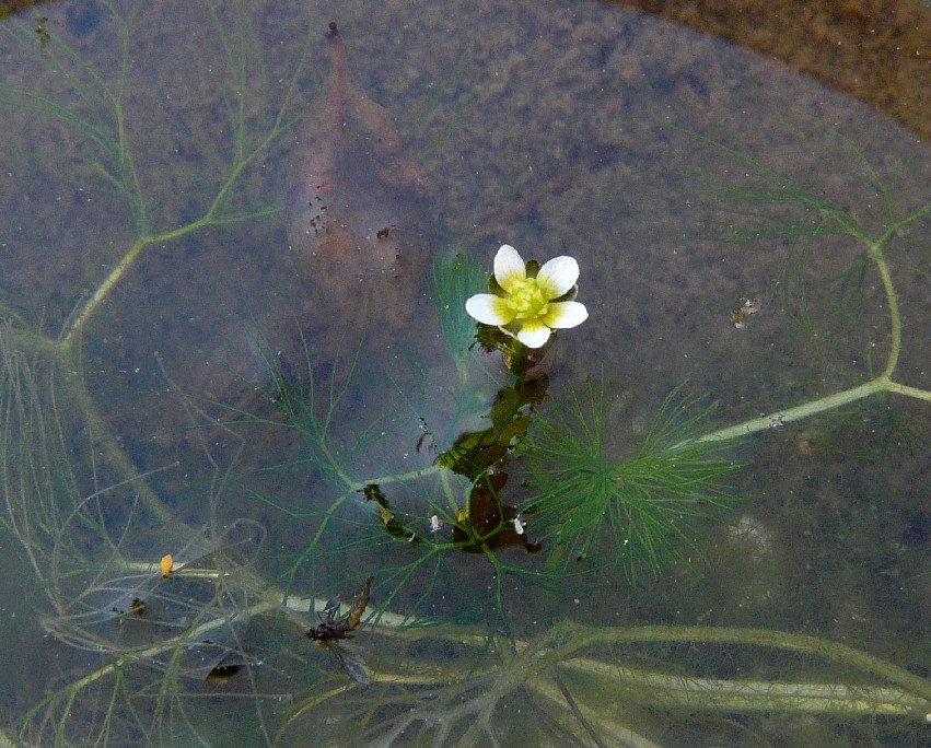 Pianta acquatica: Ranunculus trichophyllus